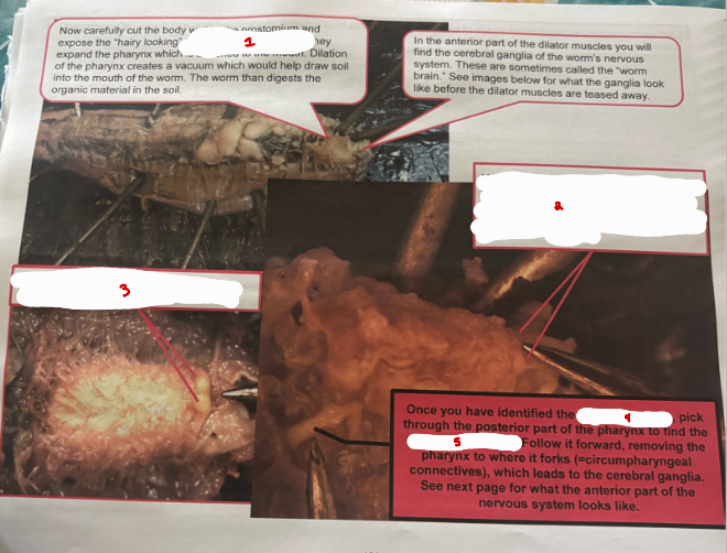 <p>Earthworm Stuff</p>