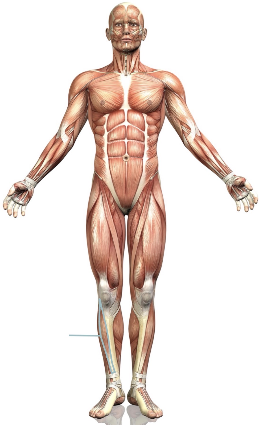 <p><strong>Name the following muscle</strong></p>