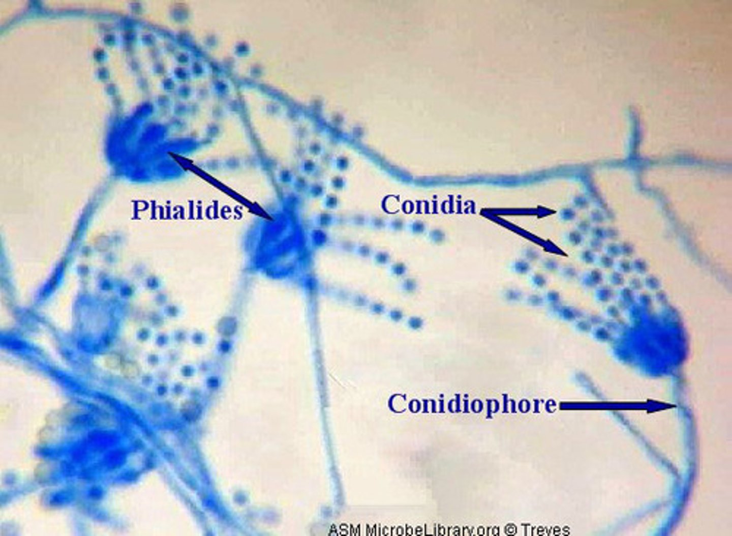 <p>Specialized hyphal structure</p><p>Stalk on which conidia form</p>