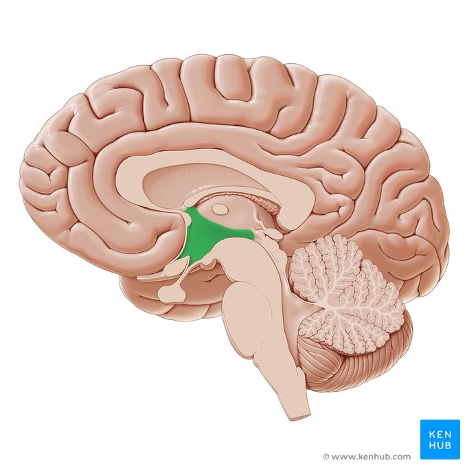 <p>Mass of grey matter, </p><p>surrounds lower 1/3 of third ventricle, </p><p>inferior to hypothalamic groove</p>