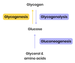 <p>Converts non-carbohydrate molecules → glucose</p><p>triggered by *glucagon*</p><p>enzymes in the liver convert amino acids / glycerol to glucose</p><p>glucose molecules released into bloodstream, increasing blood concentration</p>