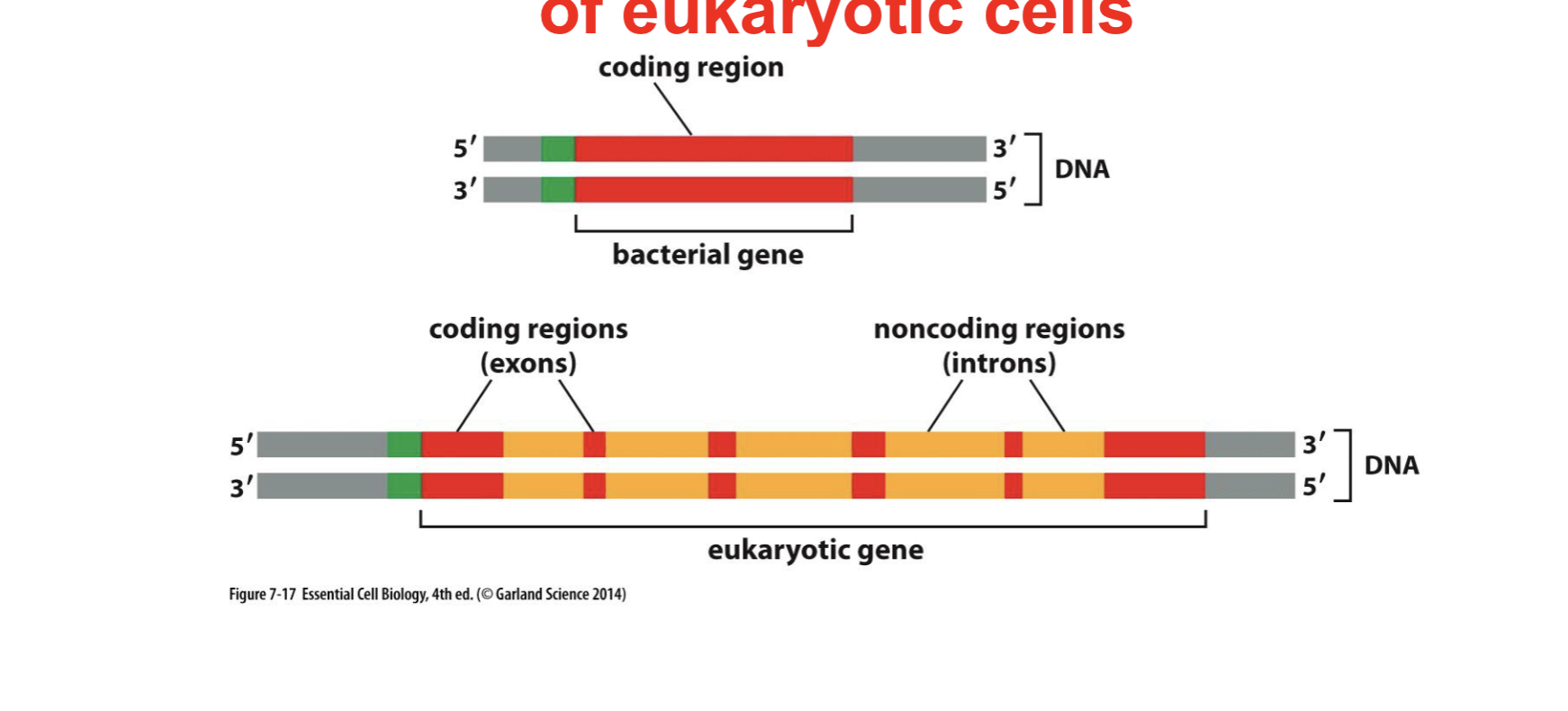 <p>RNA splicing</p>