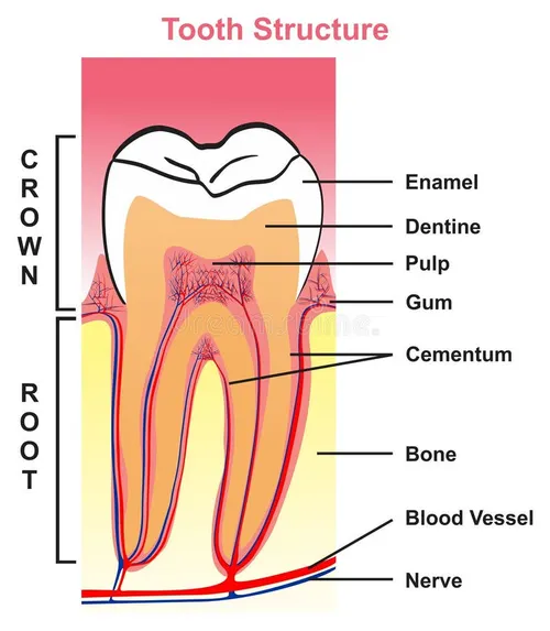 <p>Covers root of teeth </p>