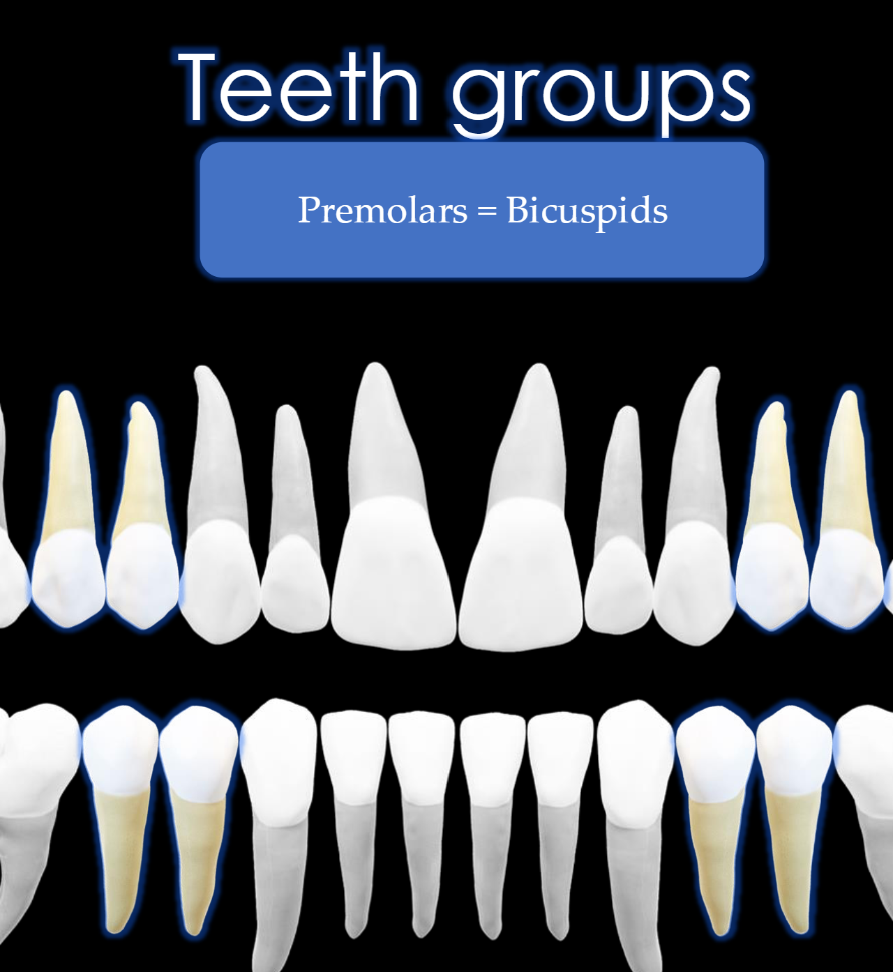 <p>Teeth # 4, 5, 12, 13, 20, 21, 28, 29</p>