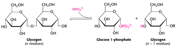 <p>Glycogen Phosphorylase </p>