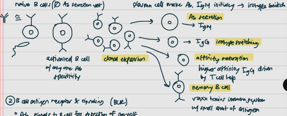 <p><span style="background-color: transparent;">we need immune system [1] to make [2] of different specificities to detect variety of [3]</span></p><p><span style="background-color: transparent;">immune system discriminates between self and non-self, and destroys everything non-self</span></p><ul><li><p><span style="background-color: transparent;">learns to recognize and ignore YOU, but attack everything else</span></p></li><li><p><span style="background-color: transparent;">our good microbes are considered “self”</span></p></li></ul><p><span style="background-color: transparent;">[4] immunity</span></p><ul><li><p><span style="background-color: transparent;">[5] – [2], polysaccharide coat, lipids that [6] cells can only recognize, which is why you need [2]</span></p></li><li><p><span style="background-color: transparent;">[7] – Ag specific</span></p></li></ul><p><span style="background-color: transparent;">first, [8] B cells (IgM+, IgD+, no [2] secretion yet) recognize an Ag</span></p><p><span style="background-color: transparent;">second, helper [6] cells activate the B cell</span></p><p><span style="background-color: transparent;">then, activated B cells go through [9] [9] (process of keeping only useful B cells), then differentiates into four pathways</span></p><ul><li><p><span style="background-color: transparent;">effector cells: [10] cells make [2] (IgM initially → [11] [11])</span></p></li><li><p><span style="background-color: transparent;">can secrete IgG instead through [11] [11]</span></p></li><li><p><span style="background-color: transparent;">[12] [13]: higher [12] IgG produced, driven by [6] cell help</span></p></li><li><p><span style="background-color: transparent;">differentiation into [14] B cell; vaccines train immune system with small amount of Ag</span></p></li></ul><p></p>