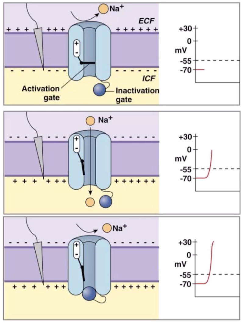 <ol><li><p><strong><mark data-color="red" style="background-color: red; color: inherit;">Closed:</mark></strong> Resting membrane potential, Na+ can only enter via leak channels</p></li><li><p><strong><mark data-color="red" style="background-color: red; color: inherit;">Open:</mark></strong> During depolarisation phase of action potential, Na+ rushes into cell</p></li><li><p><strong><mark data-color="red" style="background-color: red; color: inherit;">Inactivated:</mark></strong> During an action potential, when the membrane potential reaches its <strong>peak</strong> of +30mv, the inactivation gate quickly closes the voltage-gated channel, preventing further entry of Na+. This inactivation gate also <strong><mark data-color="green" style="background-color: green; color: inherit;">lengthens the absolute refractory period</mark></strong>.</p></li></ol><p></p>