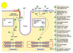 <p>Phase 0- depolarization, influx of Na+</p><p>Phase 1- initial repolarization, closure of Na+ channels, K+ leak channels open and K+ flows out</p><p>Phase 2- plateau phase, influx of Ca2+ from voltage-gated Ca2+ channels balances K+ leak</p><p>Phase 3- repolarization, closure of Ca2+ channels, K+ leak channels keep leaking</p><p>Phase 4- resting potential, closure of K+ leak channels, maintained by Na+/K+ ATPase</p>