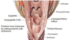 <p>inlet of larynx</p>