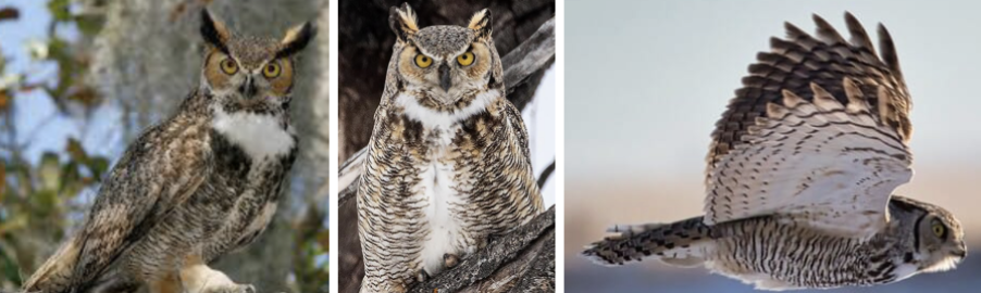 <ul><li><p><span style="background-color: transparent;"><strong>Habitat:</strong> forests, gravitate toward secondary-growth woodlands, swamps, ag areas, also in wide variety of deciduous, coniferous, and mixed forests, prefer old growth stands in some areas, home range usually includes open habitat, fairly common in wooded parks, suburbs, cities</span><span>&nbsp;</span></p></li><li><p><span style="background-color: transparent;"><strong>Diet:</strong> diverse diet, size of prey ranges from tiny rodents to geese and raptors, eat mostly mammals and birds- especially rabbits, hares, mice, and American Coots, supplement with reptiles, insects, fish, inverts, and carrion</span></p></li><li><p><span style="background-color: transparent;"><strong>Characteristics:</strong> </span><span>large</span><span style="background-color: transparent;">, thick body, </span><span>blunt-headed silhouette</span><span style="background-color: transparent;">, mottled gray-brown with reddish brown face, white patch on throat, rounded head, big yellow eyes, short bill, </span><span>ear tufts</span><span style="background-color: transparent;">, broad rounded wings</span></p></li></ul><p></p>