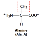 <p>Alanine (<strong>Ala</strong>)</p>