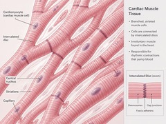 <p>Skeletal muscle, cardiac muscle, and smooth muscle.</p>