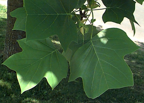 <p><span style="background-color: transparent;"><u>Liriodendron tulipifera.</u> tulip poplar. Magnoliaceae</span></p>