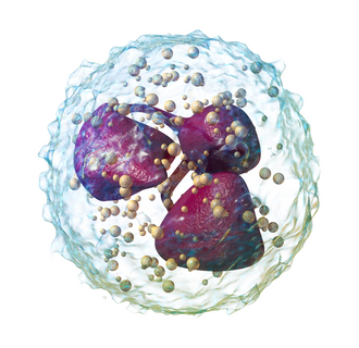 <p></p><p>What does a neutrophil do? (main type of white blood cell)</p>