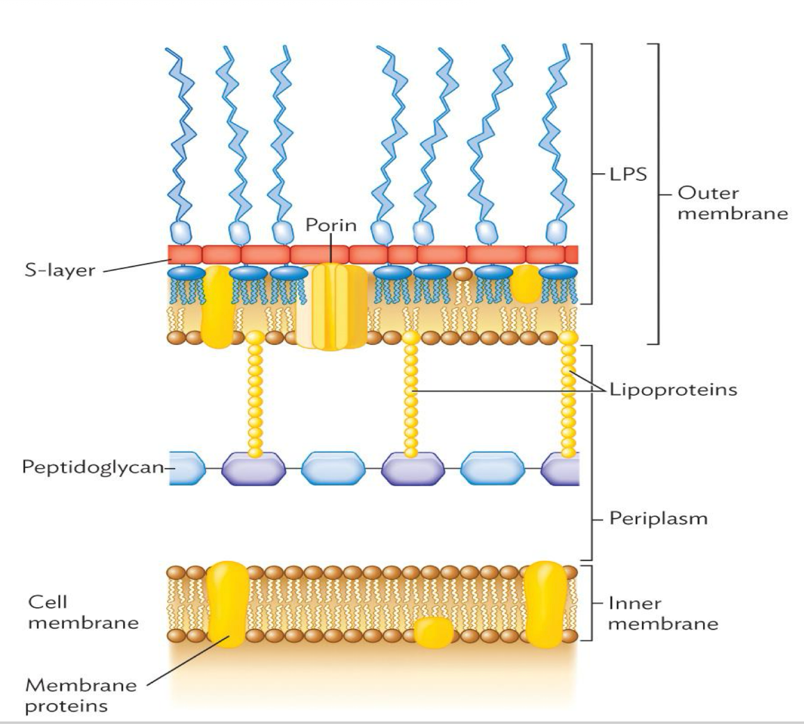 <p>what is within the gram negative outer membrane? </p>