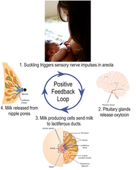 <p>labor contractions; milk letdown</p>