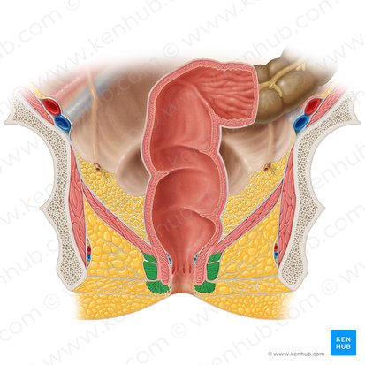 <p>M. sphincter ani</p>