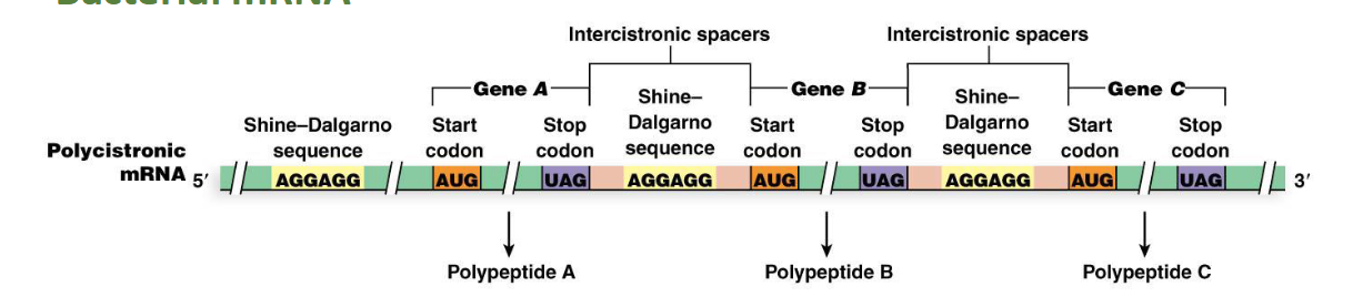 <p><span>Polycistronic mRNAs contain multiple polypeptide-producing segments, each with a <strong>translation-initiating region</strong></span></p>