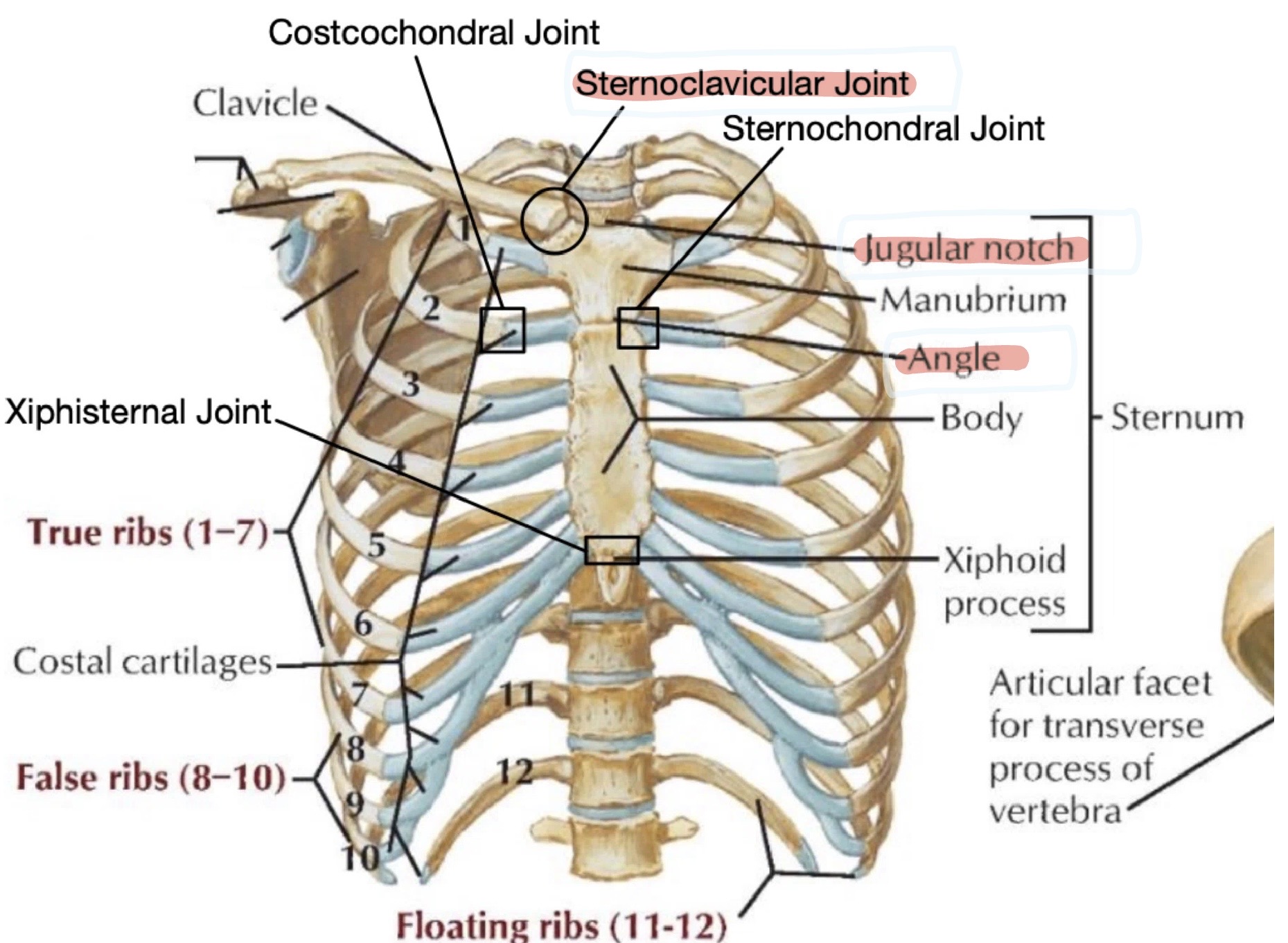 knowt flashcard image