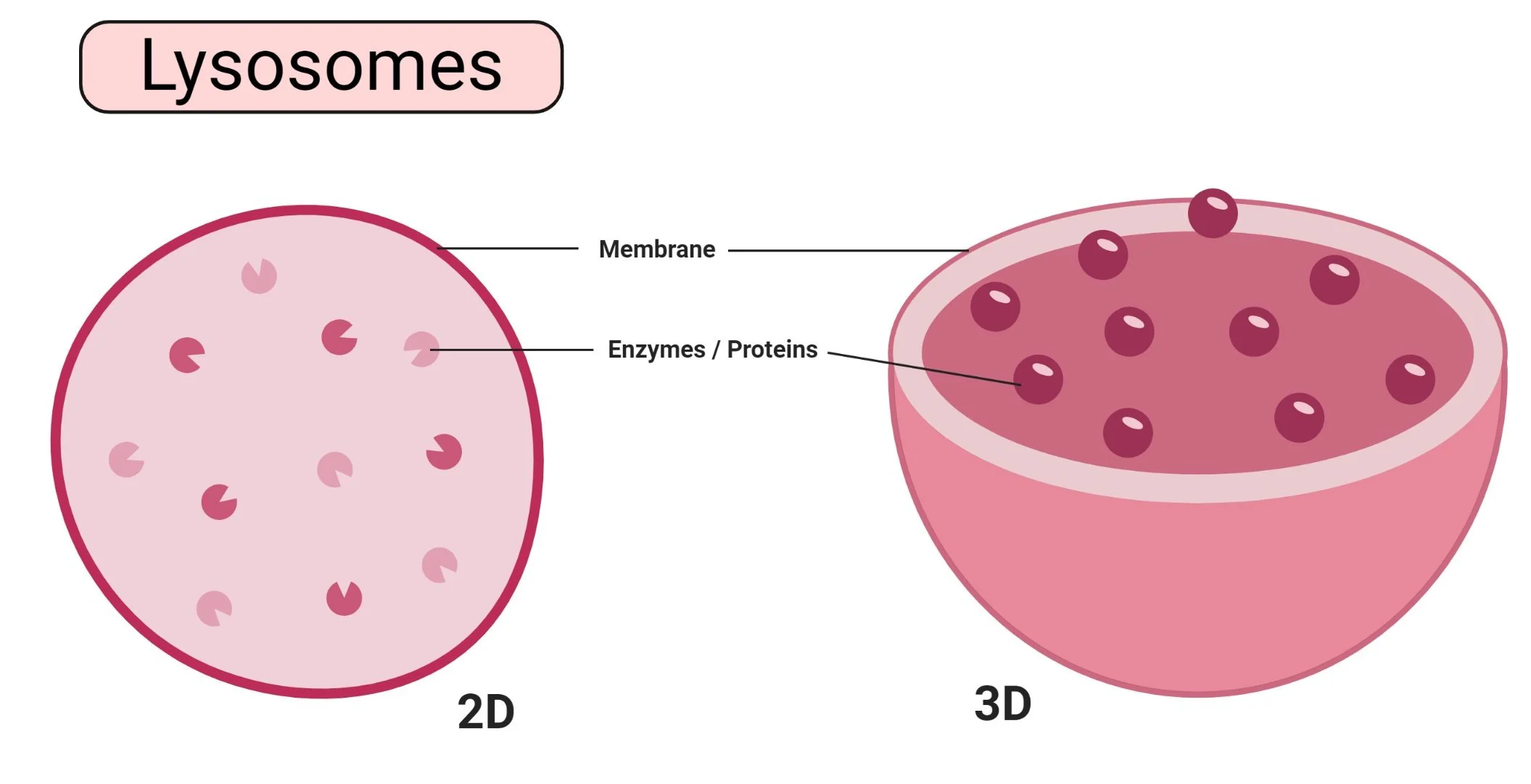 <p>found in <strong>animal cells</strong></p><p><strong>digests</strong> and <strong>removes</strong> <strong>waste</strong> in cells</p>