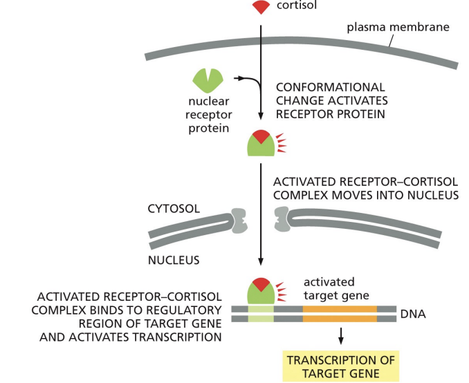 <p>receptor located inside cell that is translocated to the nucleus → cortisol binds to nucleaer receptor protein after conformation change that activates it, the activated complex moves into nucleus and binds to regulatory region of target gene and activates transcription</p>