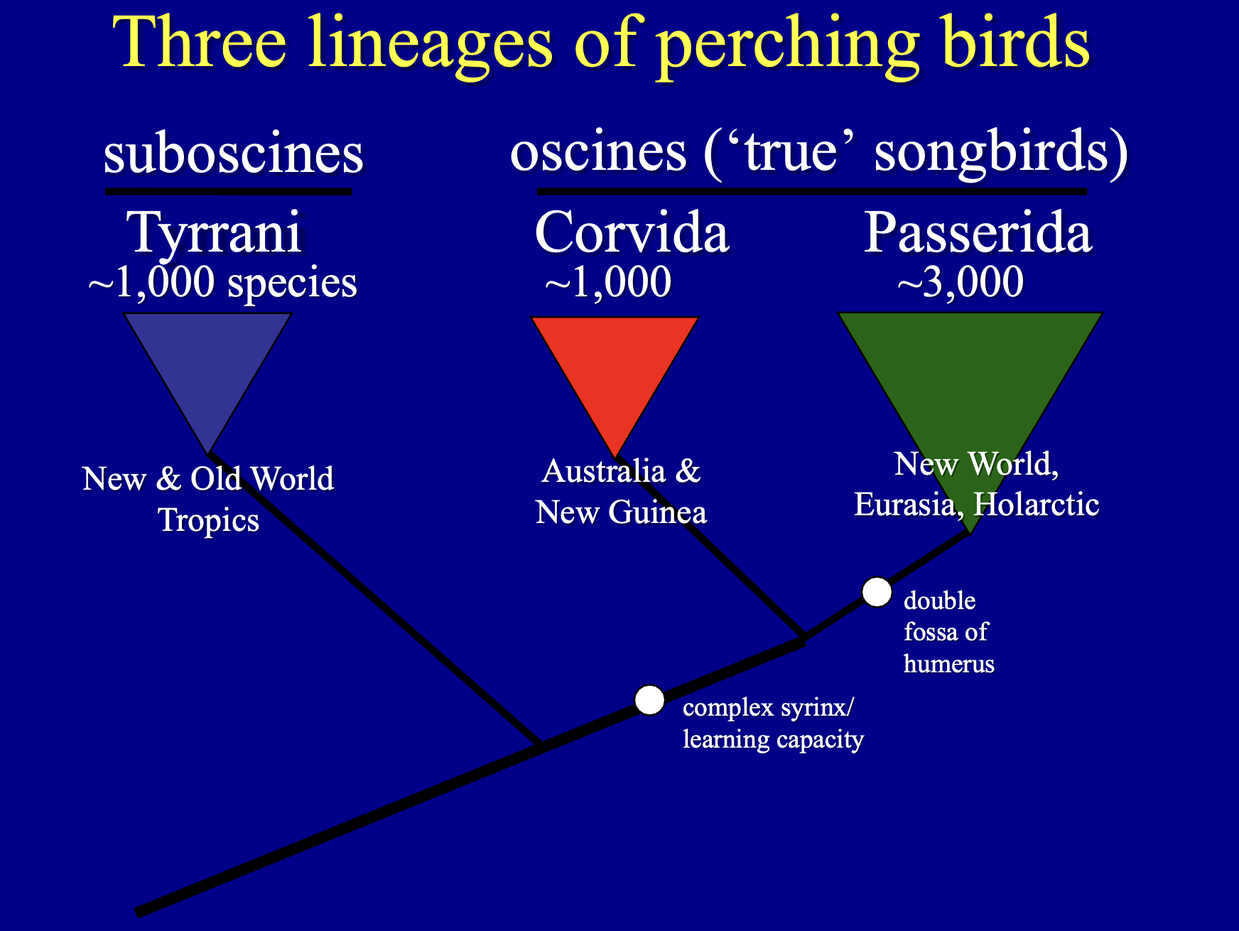 <p>Subossines </p><ul><li><p>Tyranni</p></li></ul><p>Ossines (complex syrinx/ learning capacity)</p><ul><li><p>Corvida</p></li><li><p>Passerida (double fossa of humerus)</p></li></ul><p></p>