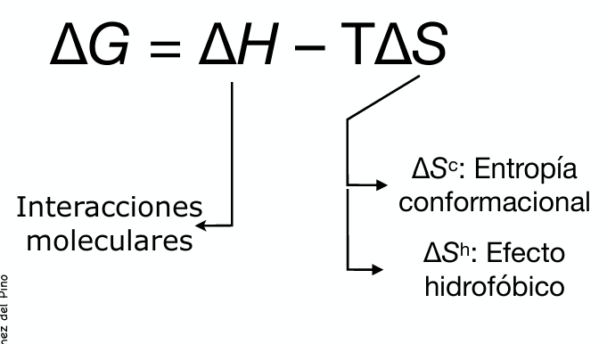 <p>Se rige por la ecuación de energía libre de Gibbs:</p><p>$$\Delta G = \Delta H - T\Delta S$$ </p><ul><li><p>Para que el plegamiento ocurra de manera <strong>espontánea</strong>, la variación global de energía libre debe ser negativa ($$ \Delta $$G < 0)</p></li><li><p>Integra dos contribuciones: un <strong>factor entálpico (</strong><span><strong>$$\Delta H$$</strong></span><strong>)</strong> y un <strong>factor entrópico (</strong><span><strong>$$\Delta S$$</strong></span><strong>)</strong> ponderado por la temperatura (<span>$$T$$)</span></p></li></ul><p></p>