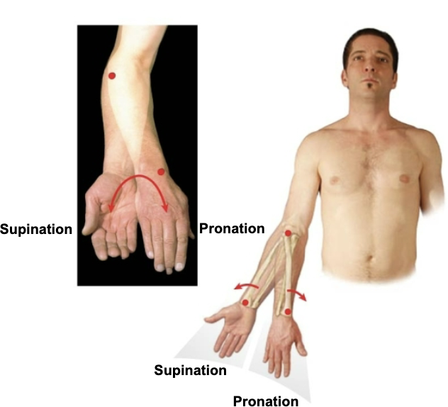 <p>Supination vs. Pronation (Special Movements)</p>