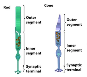<p>Specialized cells located in the retina of the eye are crucial for detecting light, and they play a critical role in phototransduction</p><ul><li><p>Two Types </p><ul><li><p>Rods</p></li><li><p>Cones</p></li></ul></li></ul><p></p>