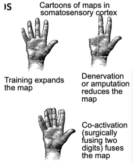 <ul><li><p><span style="background-color: transparent;">Training could increase the cortical representation of different factors&nbsp;</span></p></li><li><p><span style="background-color: transparent;">After amputation, the part of your motor cortex that is used to represent your limbs may be reassigned to a different body part&nbsp;</span></p></li><li><p><span style="background-color: transparent;">Fusion - frequent coactivation of different limbs, like using different fingers together, the cortical maps may become increasingly similar</span></p></li></ul><p></p>