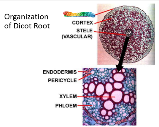 <p>What is this part of the dicot root</p>