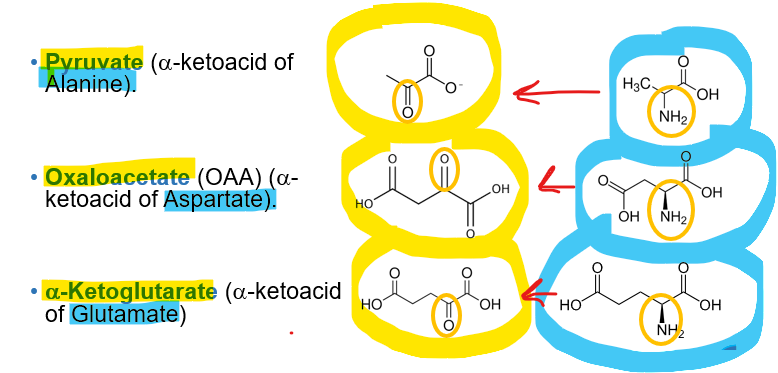 <p>What makes the 4 central nitrogen carrying amino acids uniquely suited for this role</p>