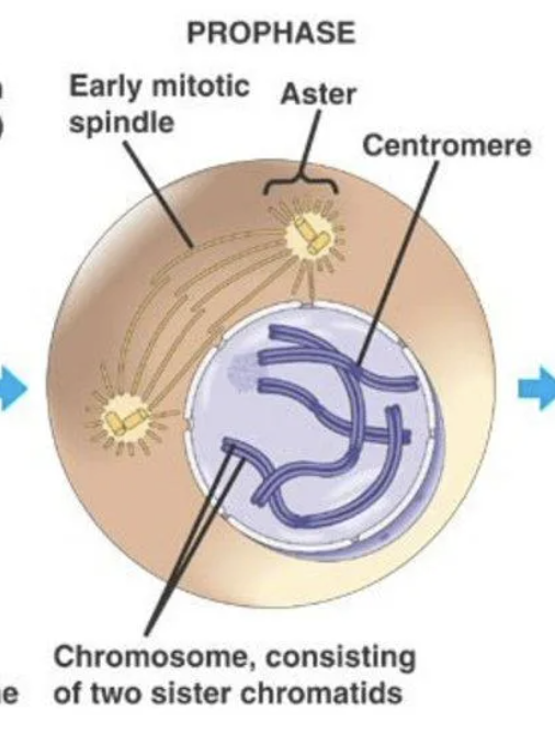 <p>prophase I</p>