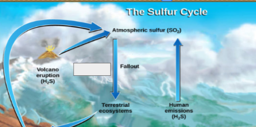 <p>sulfur cycle: name the step</p>