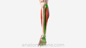 <p>Extends toes</p>