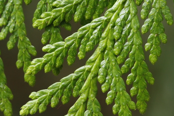 <p>What leaves is this tree?</p>