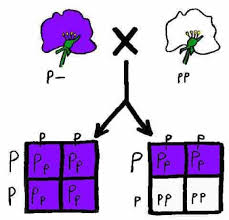 <p>This is a fundamental genetic method used to determine the unknown genotype of an organism that displays a <strong>dominant phenotype</strong>. It works by breeding the organism in question with a <strong>homozygous recessive</strong> individual</p>