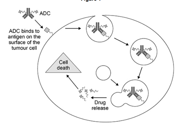 <p>ADCs are molecules made of a monoclonal antibody linked to a cancer drug.</p><p>Figure 1 shows how an ADC enters and kills a tumour cell. The process of entering the cell and the breakdown of the antibody to release the drug is very similar to phagocytosis.</p><p>Use your knowledge of phagocytosis to describe how an ADC enters and kills the tumour cell.(3)</p>