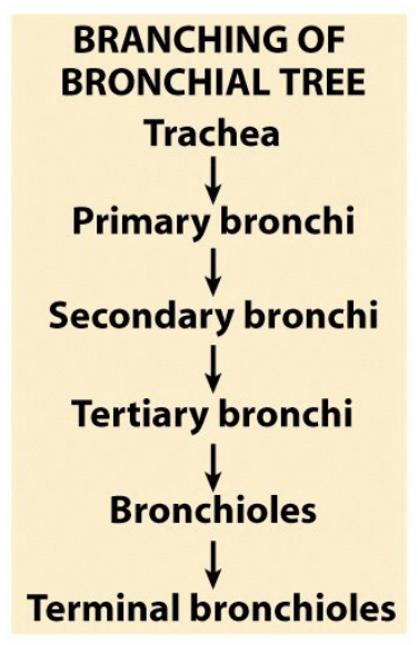 <p>trachea, primary bronchi, secondary bronchi, tertiary bronchi, bronchioles, terminal bronchioles.</p>