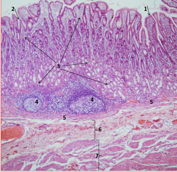 <p>Identify 5 </p>