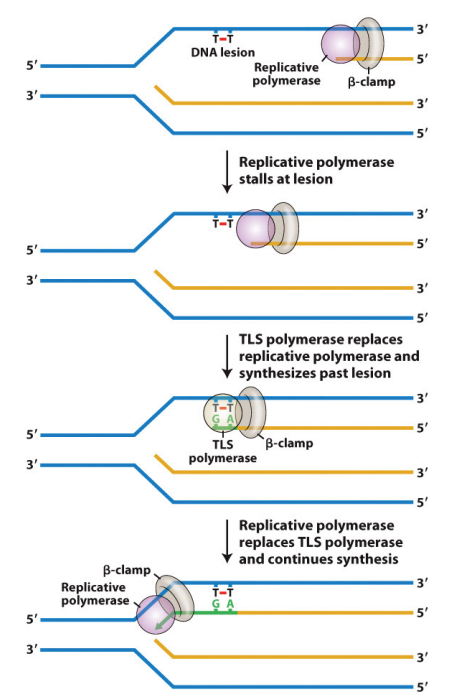 <p>It is initiated by stalled DNA polymerase, which triggers the recruitment of a TLS polymerase that synthesizes past the lesion. </p><p>Once extension passes the lesion, the TLS polymerase is replaced by the replicative DNA polymerase.”</p><p>Conserved from E. coli to humans. </p>