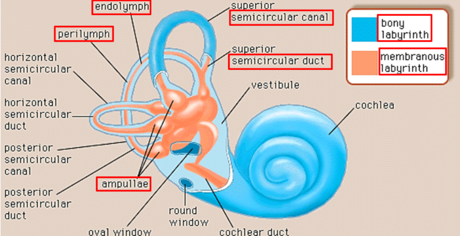 <p>canals: bony labyrinth, 3 canals at right angles to each other, making 3 different planes</p><p>ducts: membranous labyrinth inside the canals. Have crista that detect rotational head movements. </p>