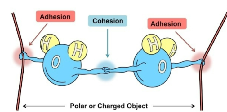 <p>Cohesive: water moleculs attract to one another</p><p>Adhesion: attract to other polar molecules </p>