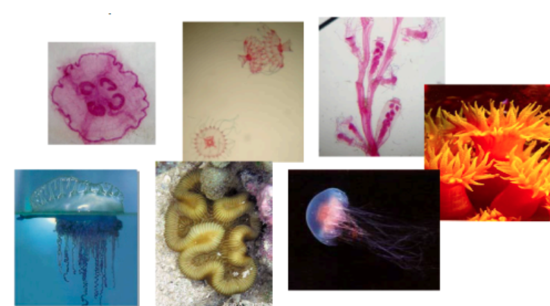 <p><span style="background-color: transparent;">Be able to identify the specimens that we observed in class (Domain, Supergroup, Kingdom, Phylum).</span></p>