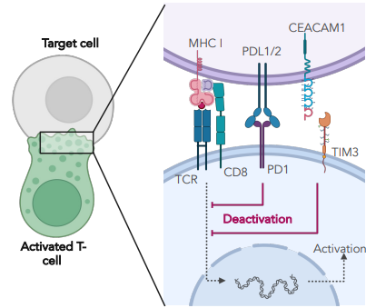 <p>receptors that act as phosphatases (dephosphorylates) activated kinases</p><ul><li><p>limits effector function</p></li></ul><p></p>