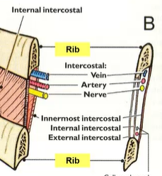 <p>VAN: vein, artery, nerve</p>