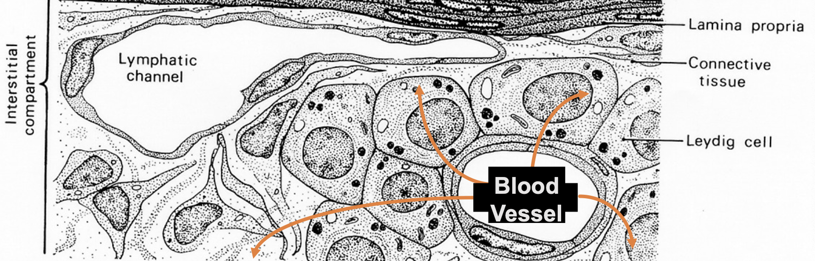<p>Vascular system that provides nutrients, oxygen, growth factors, and hormones</p>