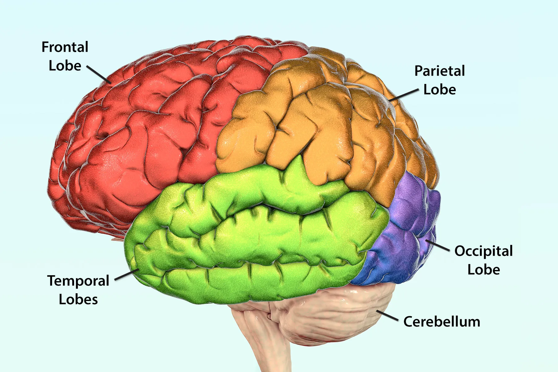 <p>Frontal Lobe</p>
