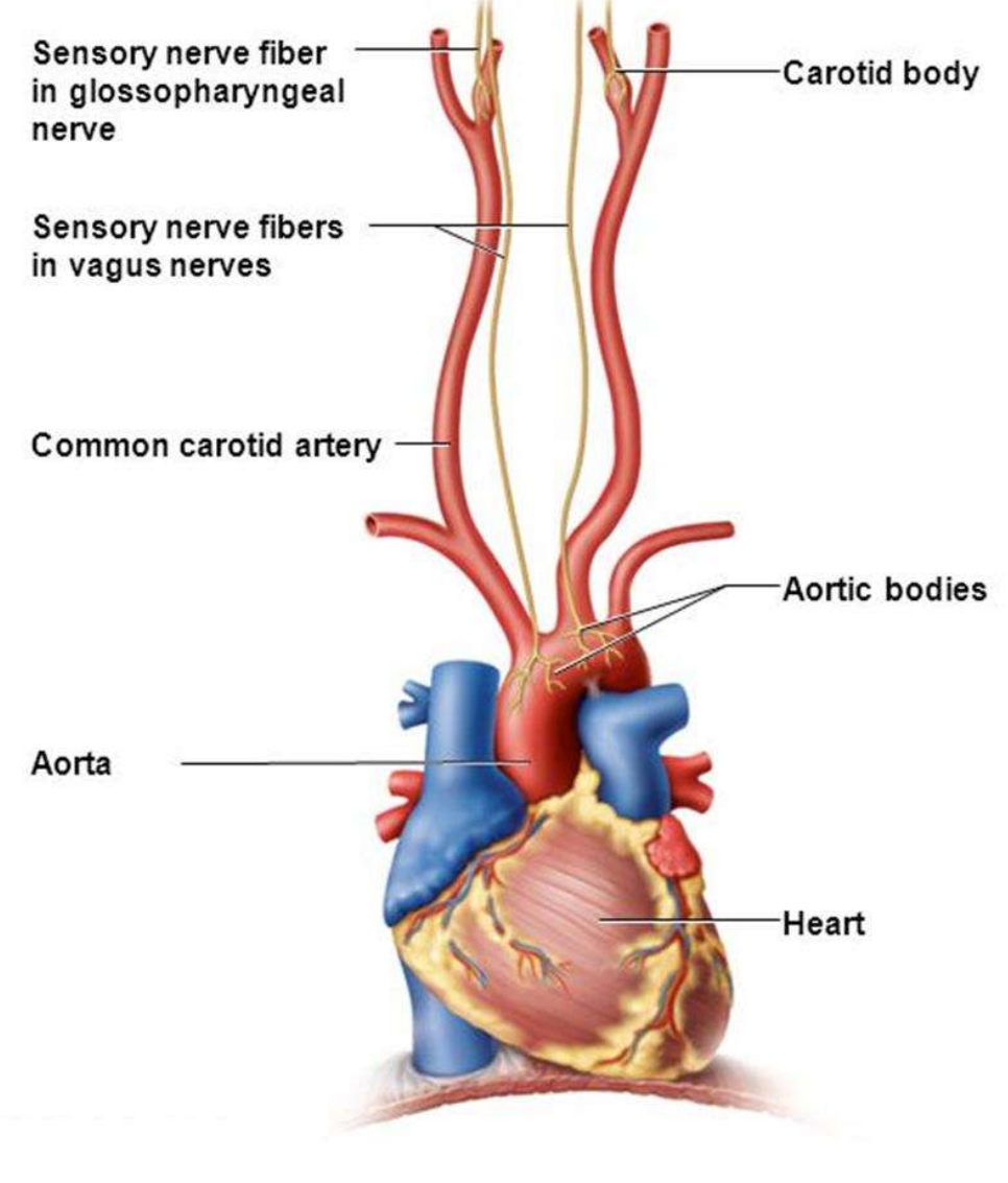 <ul><li><p><strong>Baroreceptors: </strong>detect changes in blood pressure → carotid body</p></li><li><p><strong>Chemoreceptors: </strong>detect changes in pH (e.g. due to increase in CO<sub>2</sub> or lactic acid concentration) → carotid &amp; aortic body</p></li></ul><p></p>