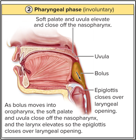 <p>pharyngeal phase (involuntary)</p>